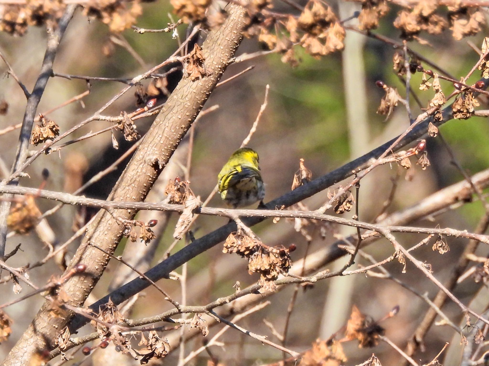 Eurasian Siskin