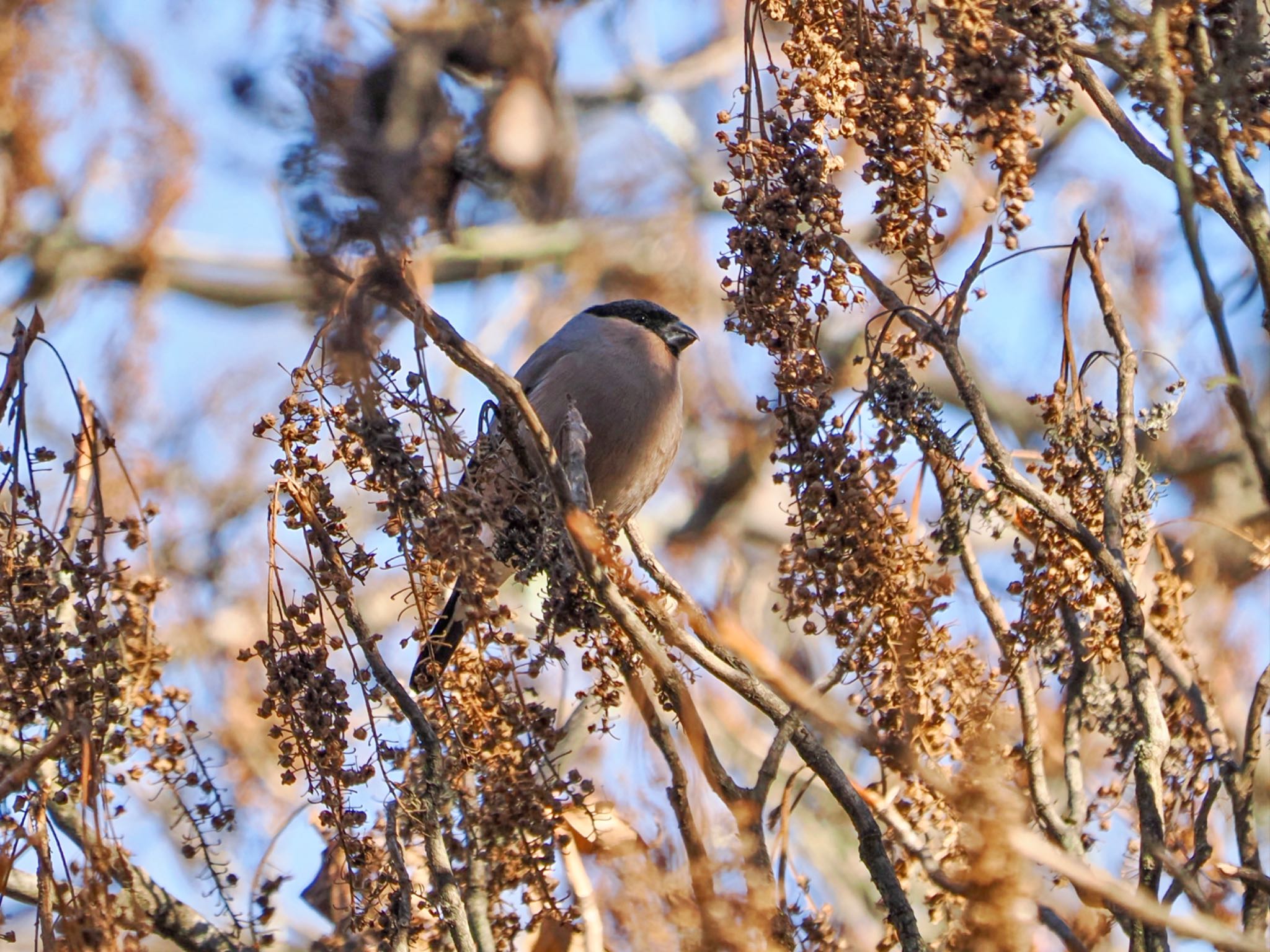 Eurasian Bullfinch(rosacea)