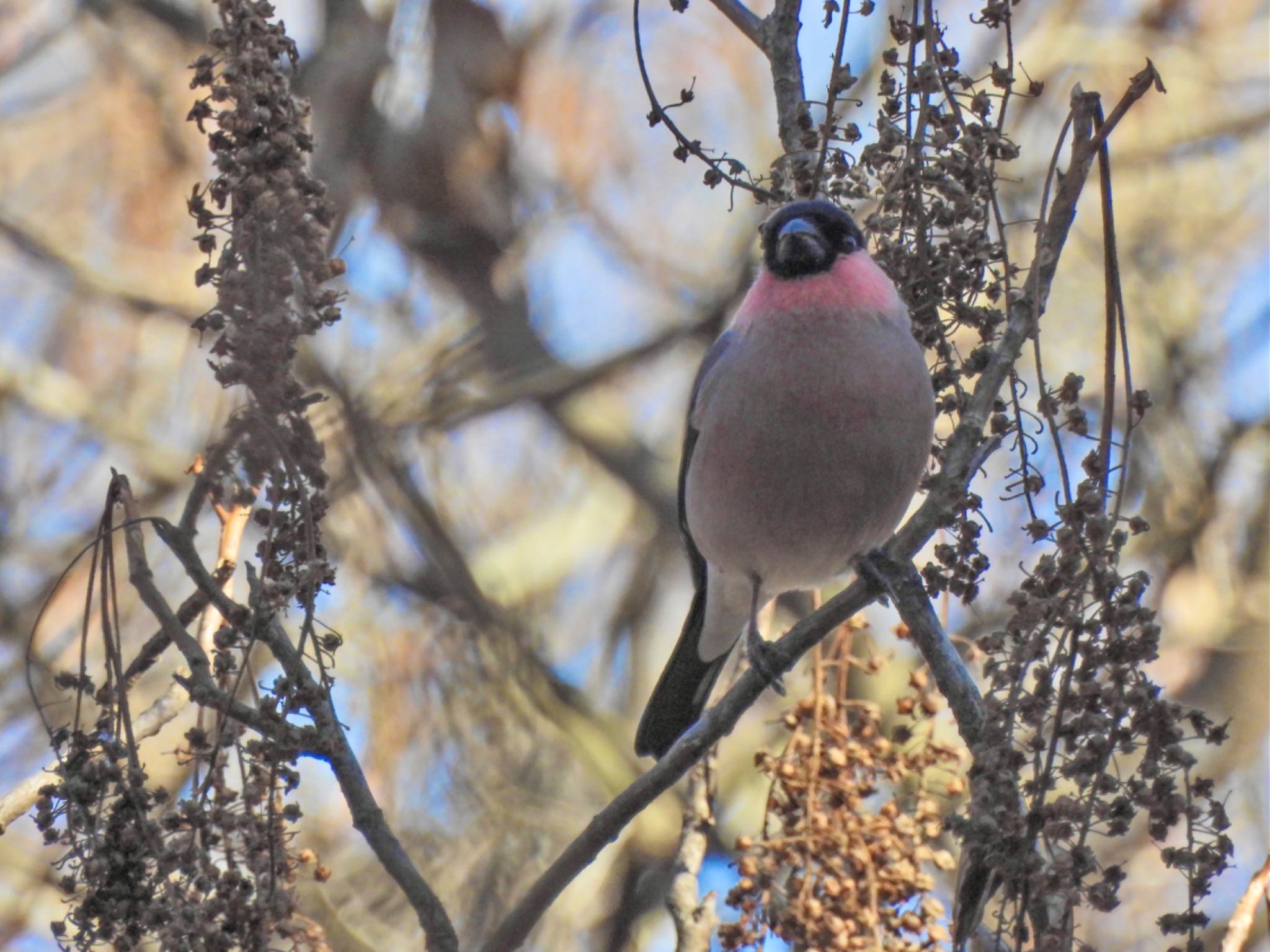 Eurasian Bullfinch(rosacea)