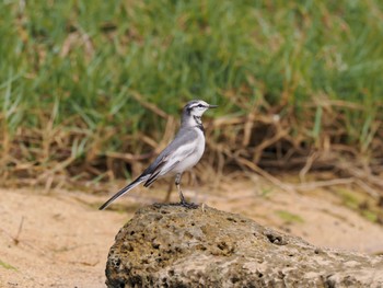 White Wagtail 大瀬海岸(奄美大島) Wed, 12/27/2023