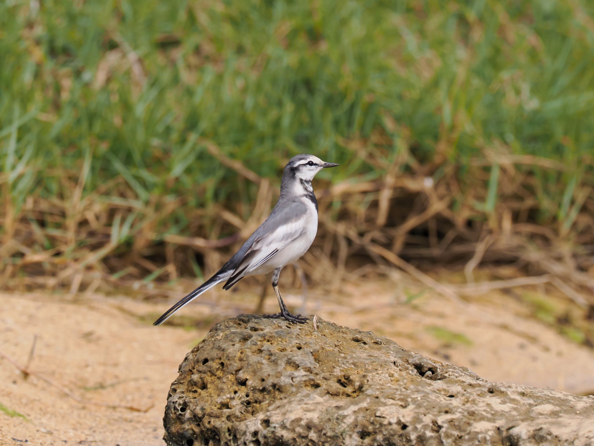 Photo of White Wagtail at 大瀬海岸(奄美大島) by daffy@お散歩探鳥＆遠征探鳥♪