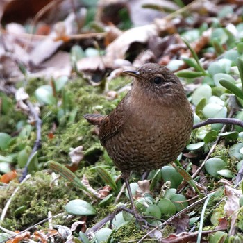 Eurasian Wren 岐阜公園 Sat, 2/24/2018