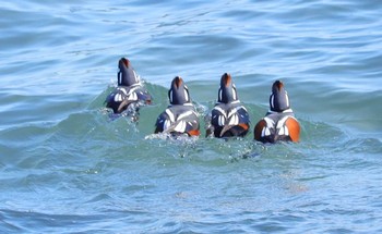 Harlequin Duck 平磯海岸 Sat, 12/30/2023