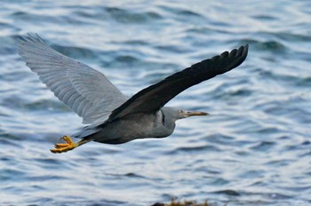 クロサギ 志賀島 2023年12月29日(金)