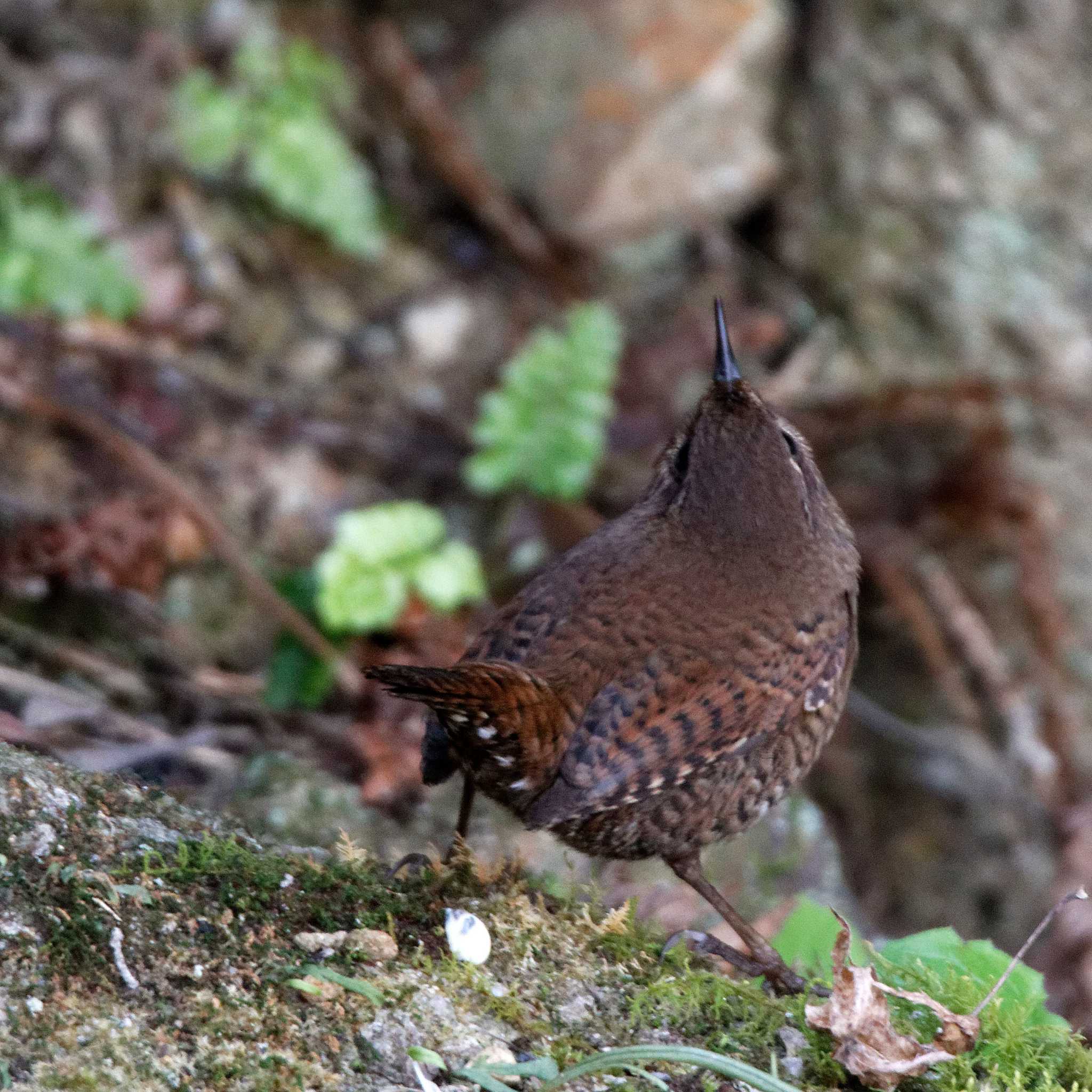 岐阜公園 ミソサザイの写真 by herald