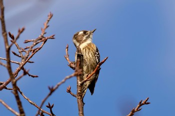 Japanese Pygmy Woodpecker 芦屋市総合公園 Wed, 12/27/2023