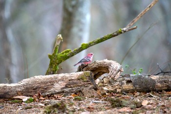 Pallas's Rosefinch Saitama Prefecture Forest Park Sat, 12/30/2023