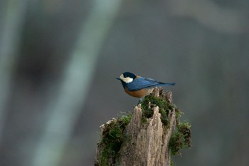 Varied Tit Saitama Prefecture Forest Park Sat, 12/30/2023