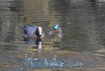 Common Kingfisher 大阪府堺市 Thu, 12/28/2023