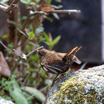 Eurasian Wren 岐阜公園 Sat, 2/24/2018