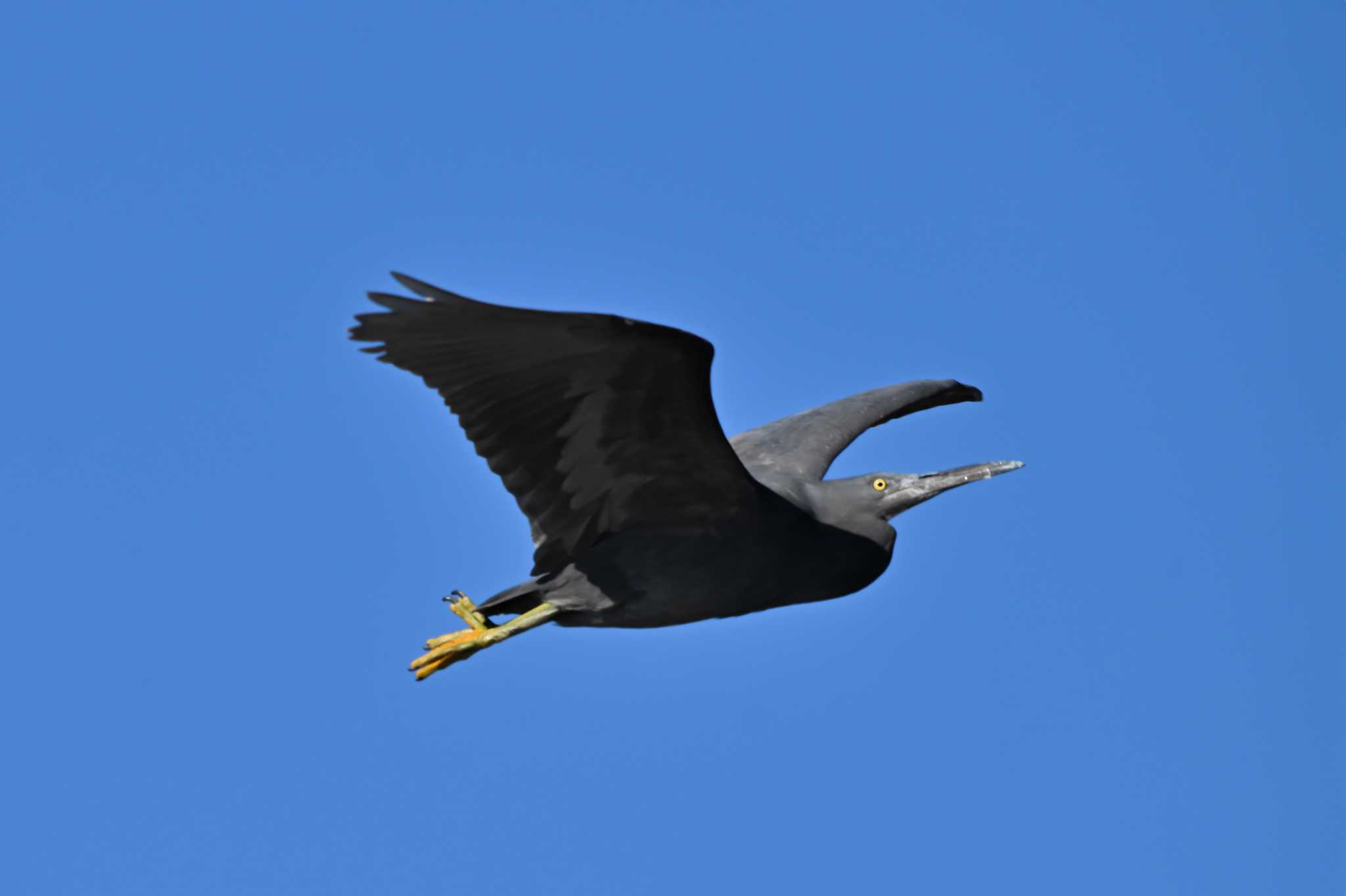 Pacific Reef Heron