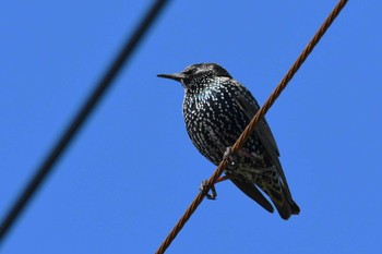 Common Starling 河北潟 Sat, 12/30/2023