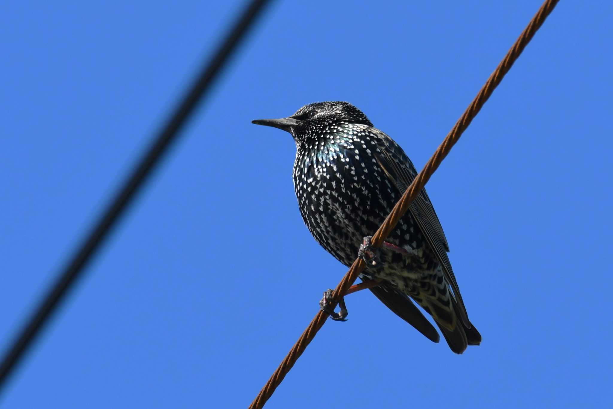 Common Starling