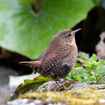 Eurasian Wren 岐阜公園 Sat, 2/24/2018