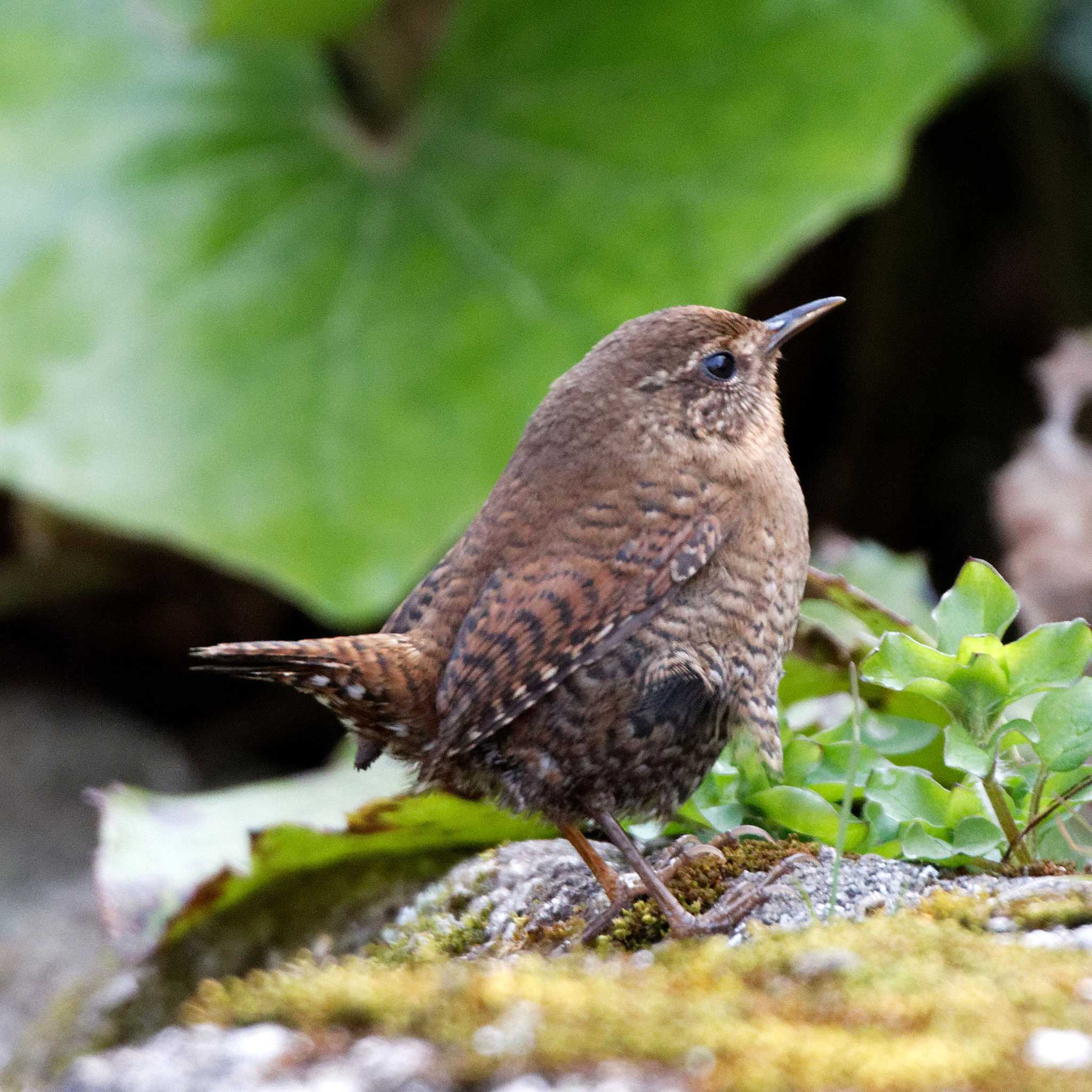 Eurasian Wren