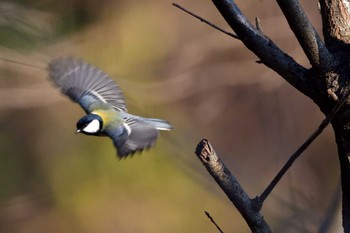 2023年12月30日(土) 長浜公園の野鳥観察記録