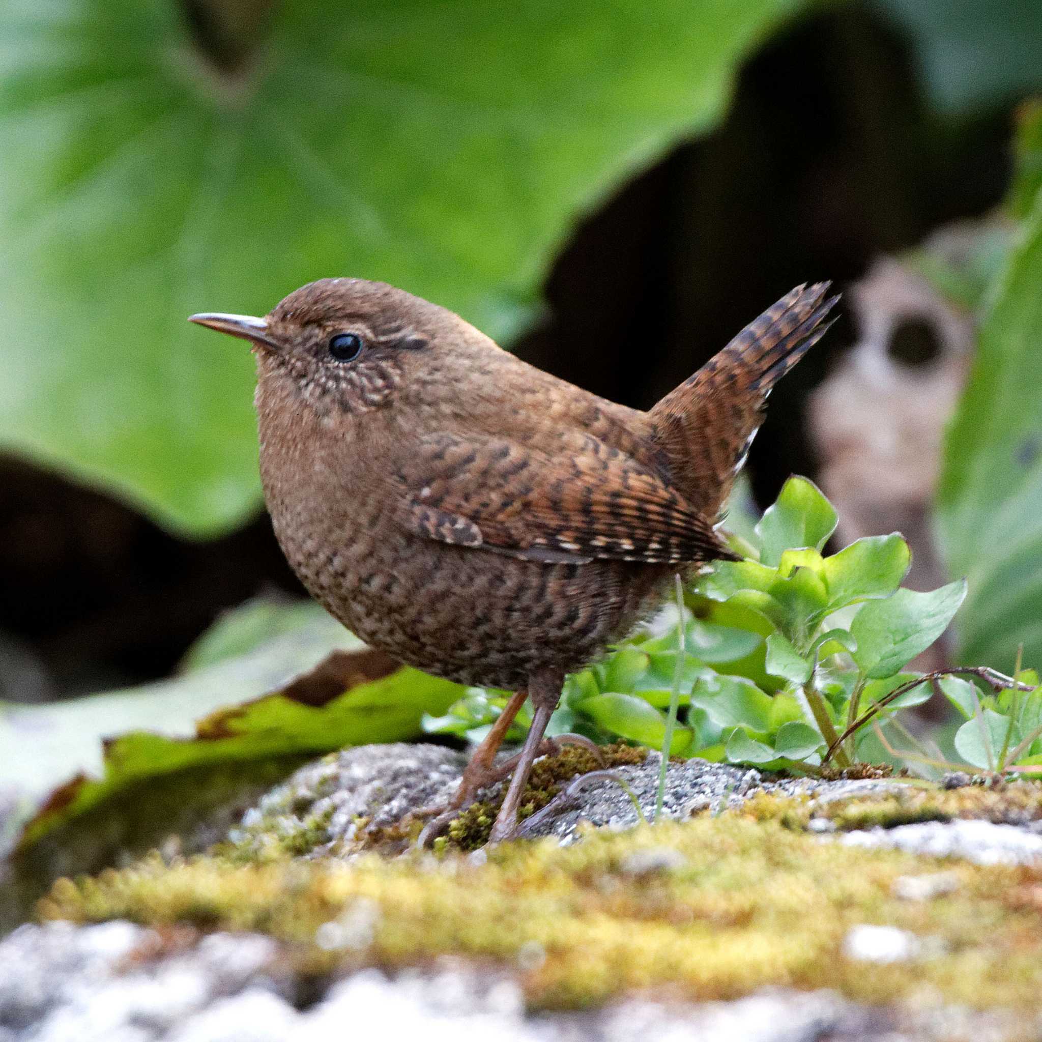 Photo of Eurasian Wren at 岐阜公園 by herald