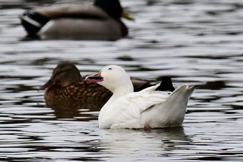 Snow Goose Unknown Spots Thu, 12/28/2023