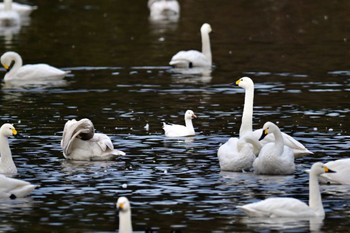 Snow Goose Unknown Spots Thu, 12/28/2023