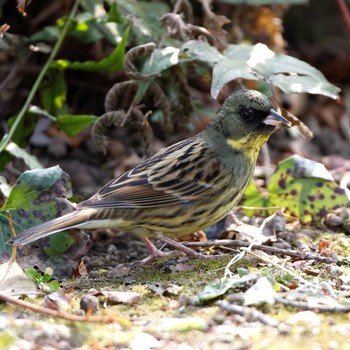 Masked Bunting 岐阜公園 Sat, 2/24/2018