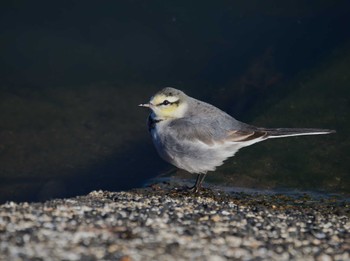 White Wagtail 鈴鹿青少年の森(三重県) Sat, 12/30/2023