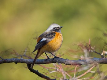 Daurian Redstart 鈴鹿青少年の森(三重県) Sat, 12/30/2023