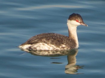 Horned Grebe Sambanze Tideland Fri, 12/29/2023