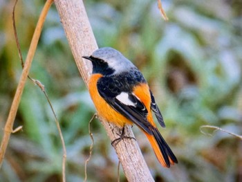 2023年12月30日(土) 秋ヶ瀬公園の野鳥観察記録