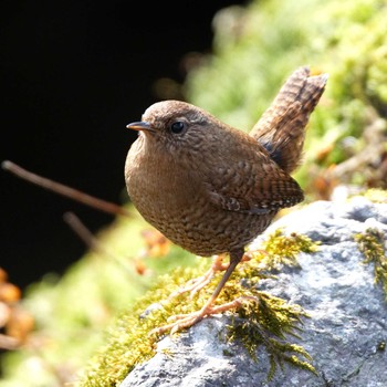 Eurasian Wren 岐阜公園 Sat, 2/24/2018