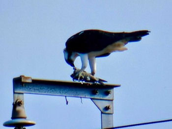 Sat, 12/30/2023 Birding report at さくら草公園