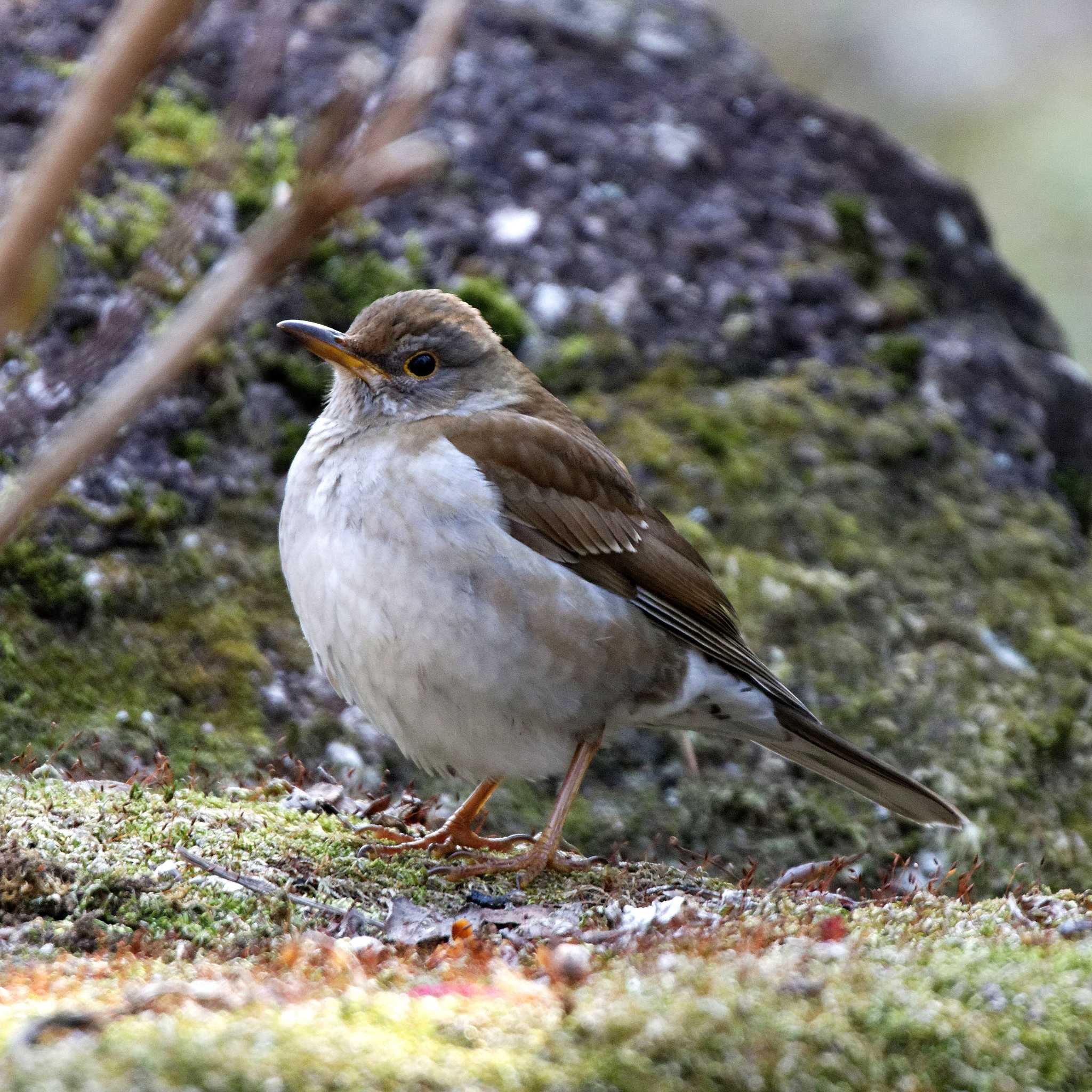 Photo of Pale Thrush at 岐阜公園 by herald