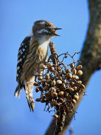 Sat, 12/30/2023 Birding report at 彩湖・道満グリーンパーク