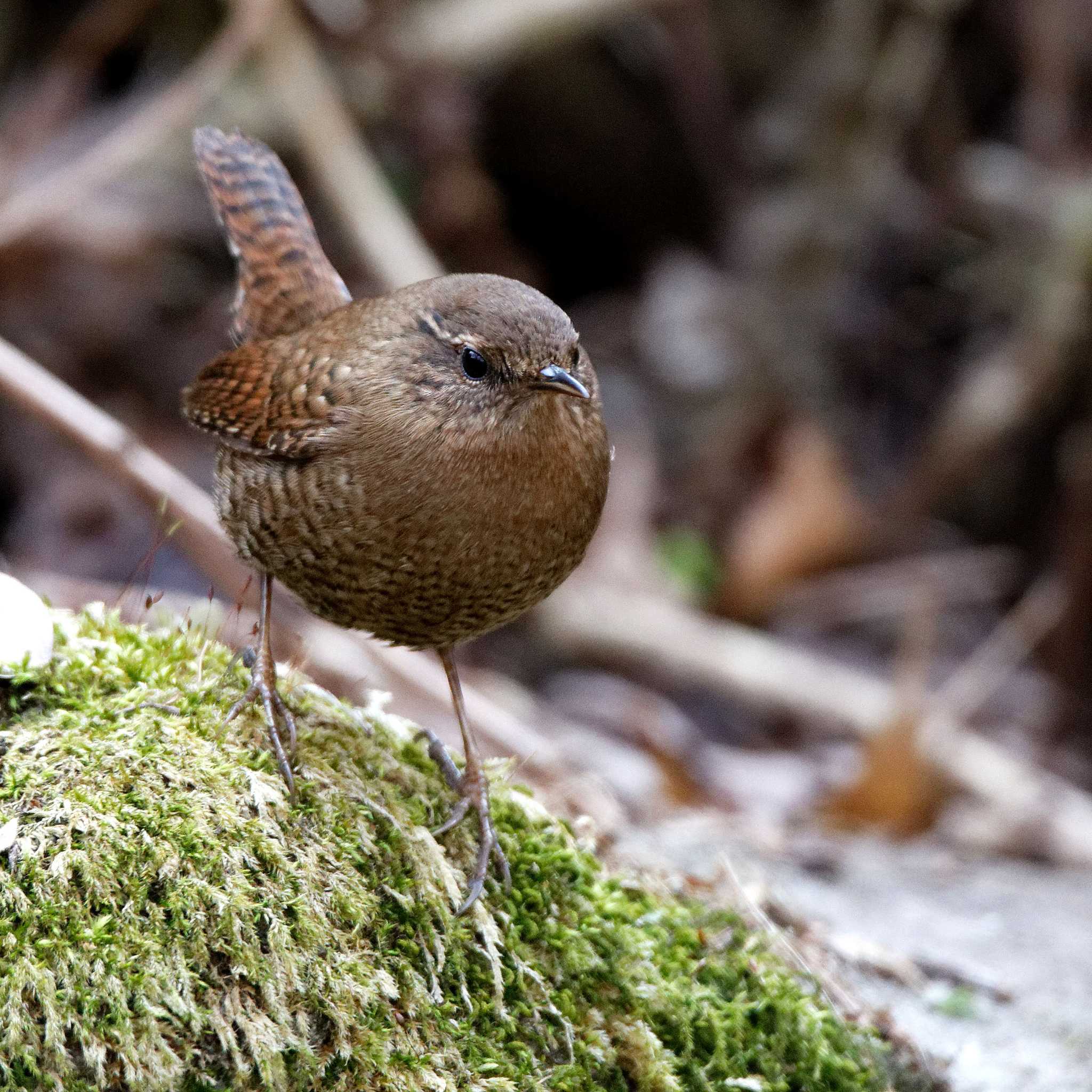 Eurasian Wren