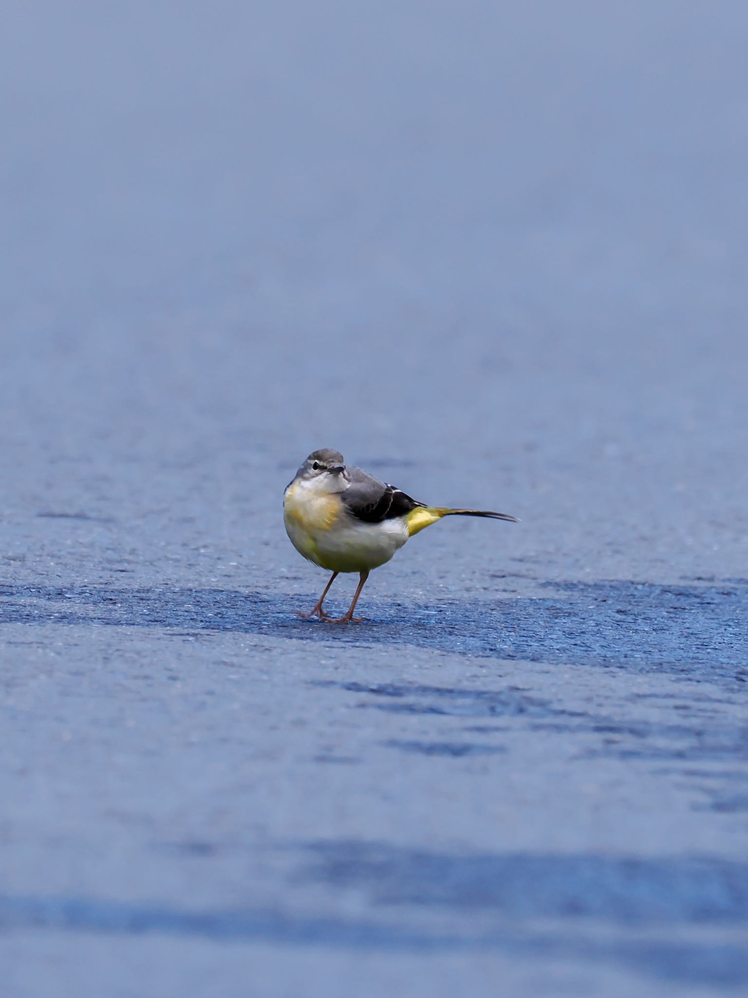 Photo of Grey Wagtail at Amami Nature Observation Forest by daffy@お散歩探鳥＆遠征探鳥♪