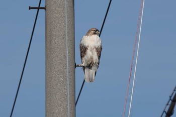 Eastern Buzzard 愛知県 Sat, 12/30/2023