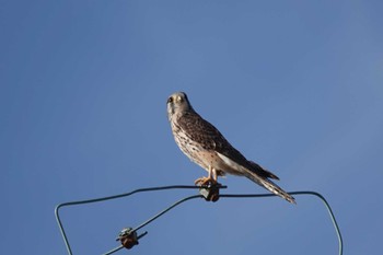 Common Kestrel 愛知県 Sat, 12/30/2023