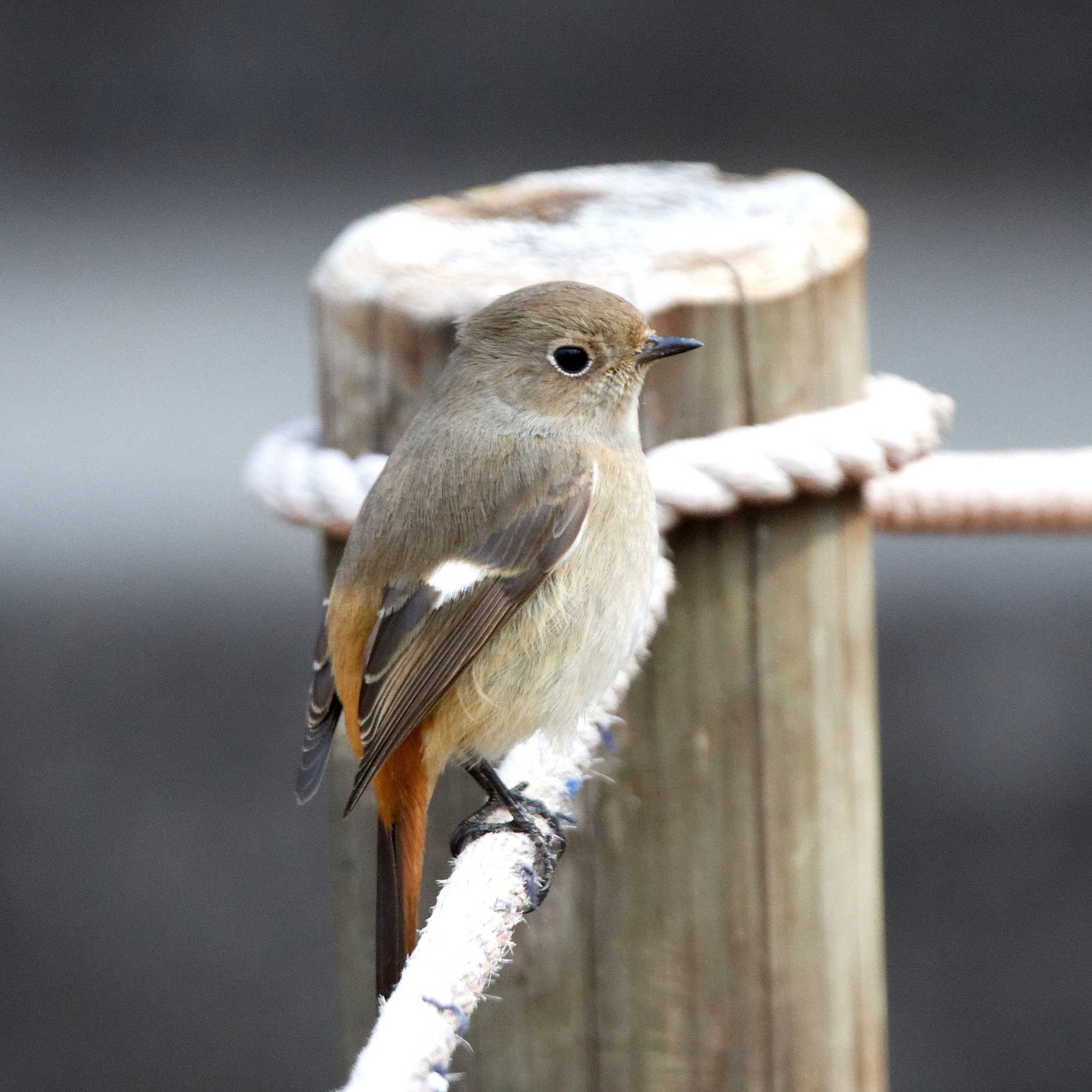 Daurian Redstart