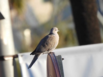 Eurasian Collared Dove バルセロナ,スペイン Thu, 12/28/2023