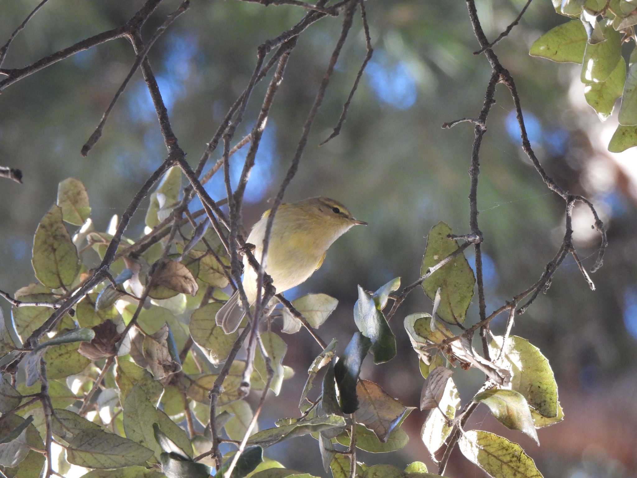 Common Chiffchaff