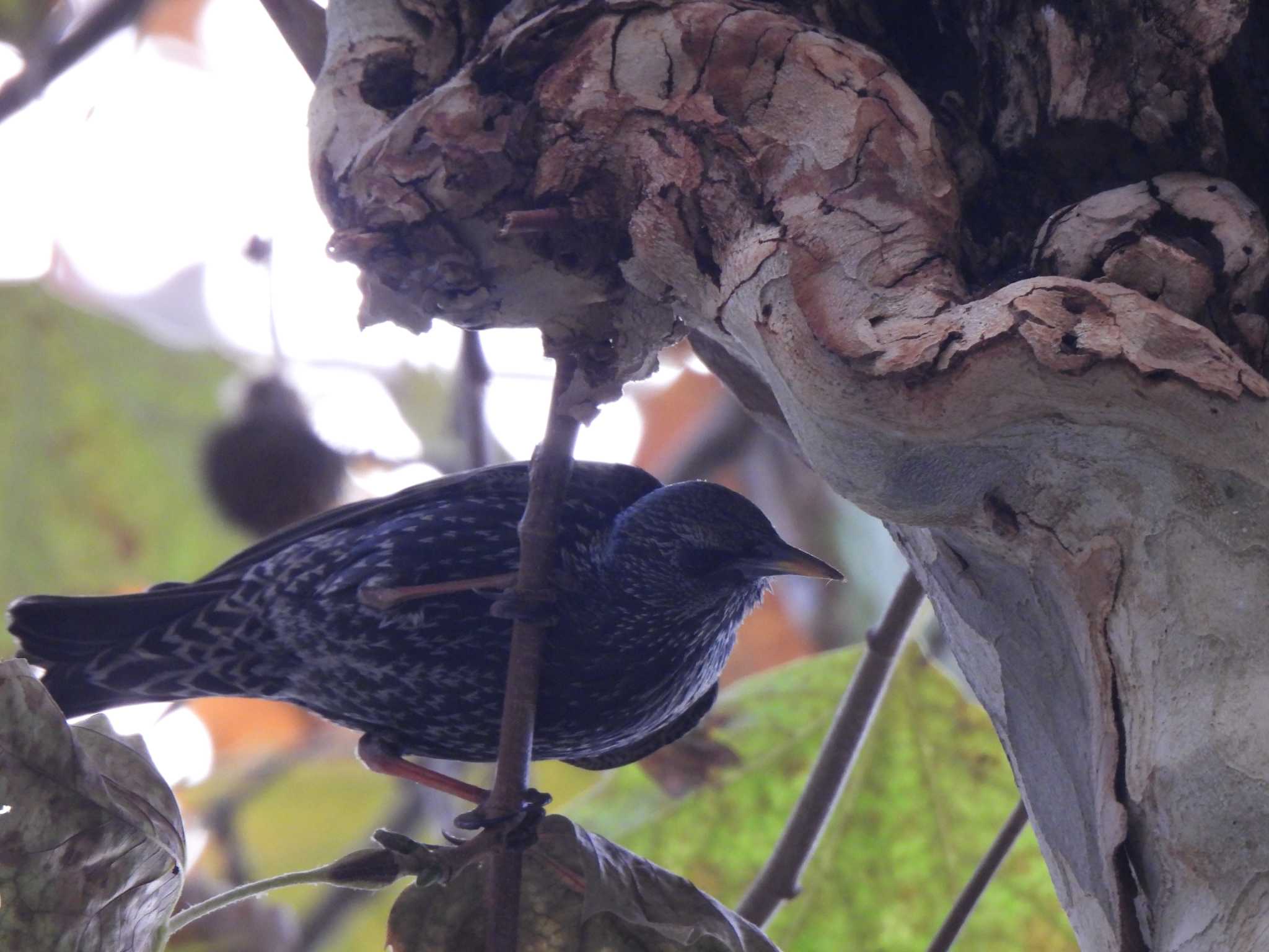 Common Starling