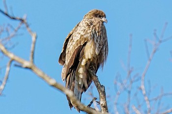 Fri, 12/29/2023 Birding report at 愛知県緑化センター 昭和の森