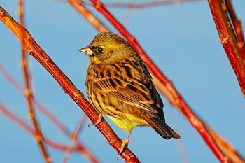 アオジ 洲原公園 2023年12月30日(土)