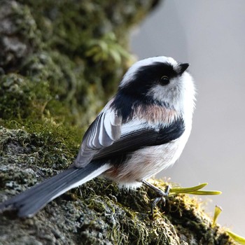 Long-tailed Tit 岐阜公園 Sat, 2/24/2018