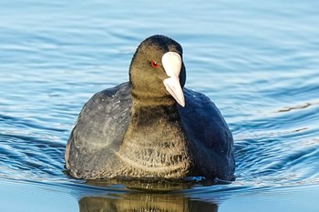 オオバン 洲原公園 2023年12月30日(土)