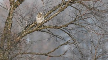 2023年12月26日(火) 南牧村の野鳥観察記録