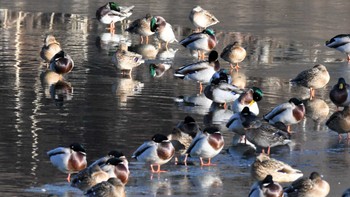 マガモ 蓼科湖 2023年12月27日(水)