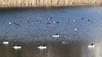 カワアイサ 蓼科湖 2023年12月27日(水)