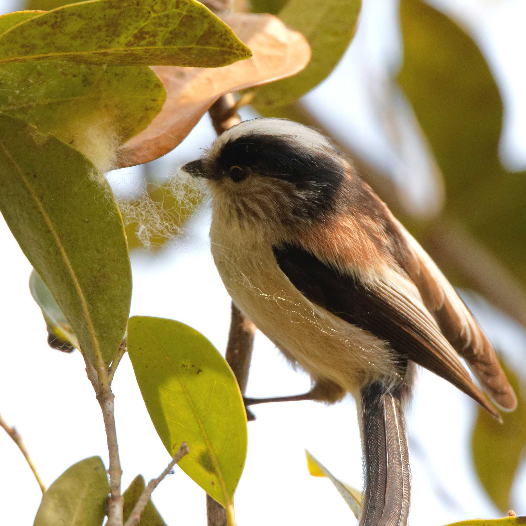 Long-tailed Tit