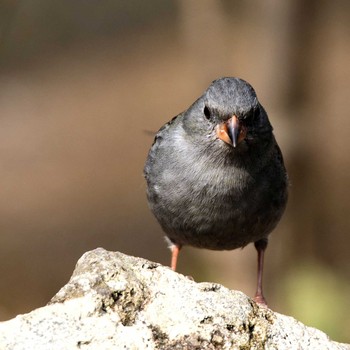 Grey Bunting 岐阜公園 Sat, 2/24/2018