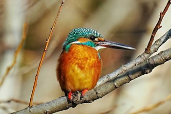 カワセミ 洲原公園 2023年12月30日(土)